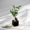 Glowing Ficus Bonsai