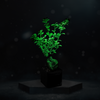 Glowing Ficus Bonsai